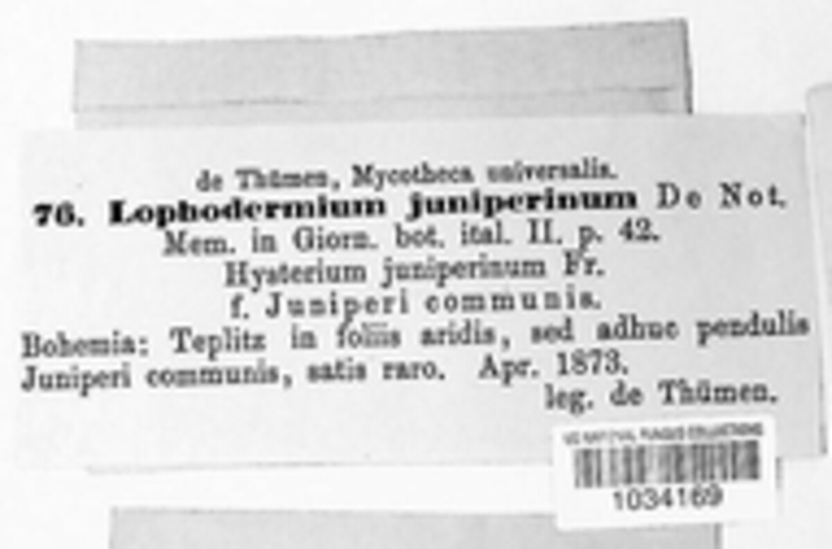 Lophodermium juniperinum image